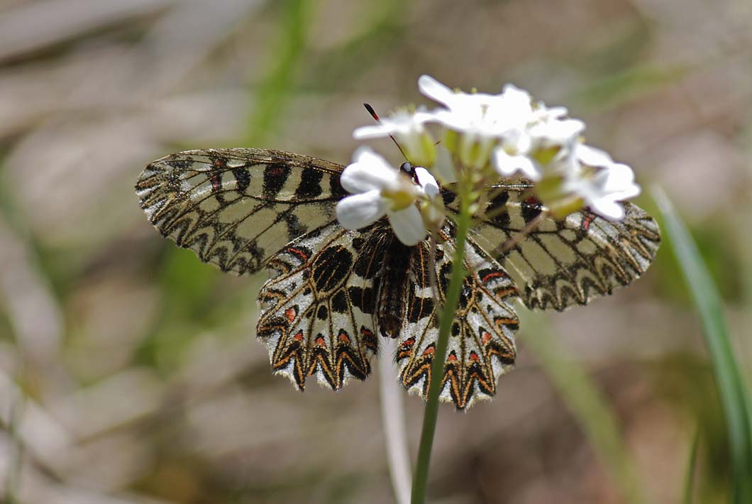 ancora su Zerynthia polyena e Zerynthia cassandra